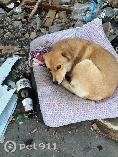 Собака найдена: Приморский край - photo