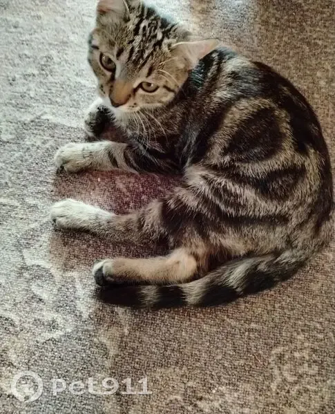 Пропала кошка, Донецкая 27, Иглино - photo