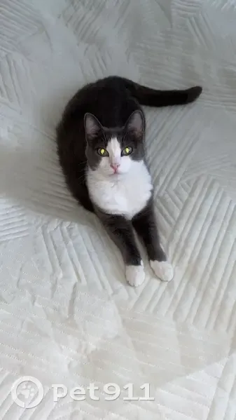 Пропала кошка, Омск, пр. Мира 169 - photo