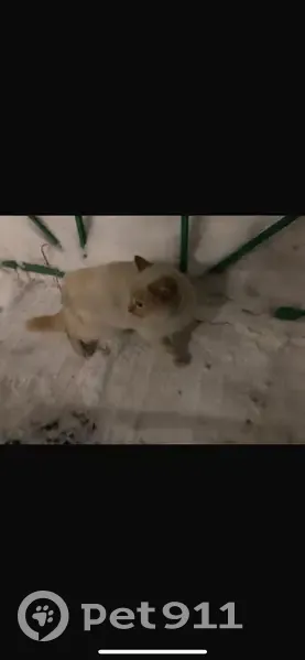 Кошка найдена: ул. Вайнера 43, Первоуральск - photo