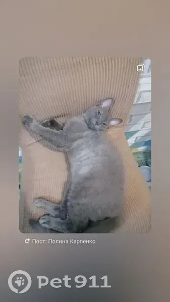 Пропал кот, Октябрьская ул. 6, Краснозёрское - photo