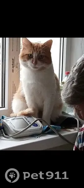 Пропала кошка в Новощербиновском - photo