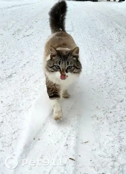 Пропала кошка, Красная ул. 81, Белебей - photo