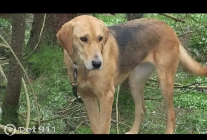 Пропала собака в лесу Хмелина, Тамбовская обл. - photo