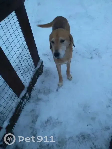 Гончая найдена в Верхнеолонецком районе - photo