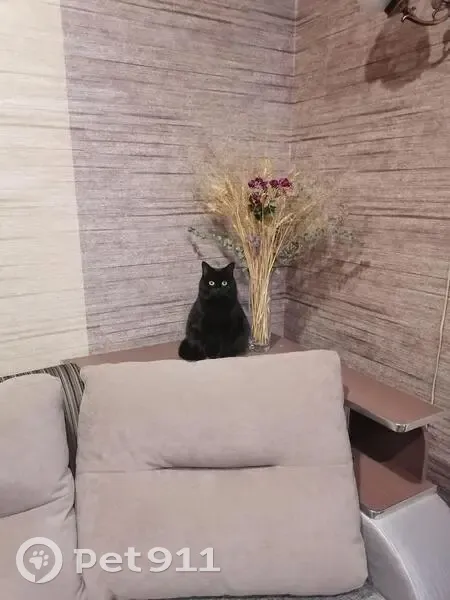 Пропала кошка, пр. Авиастроителей, 12А - photo