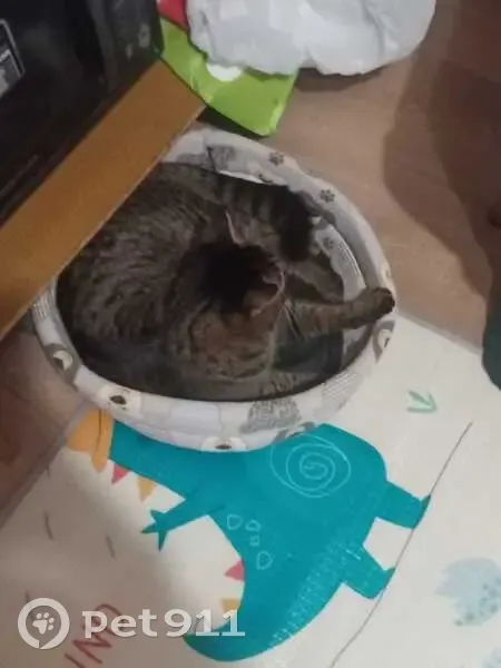 Пропала кошка, пр. Ленина 1, Н. Тагил - photo