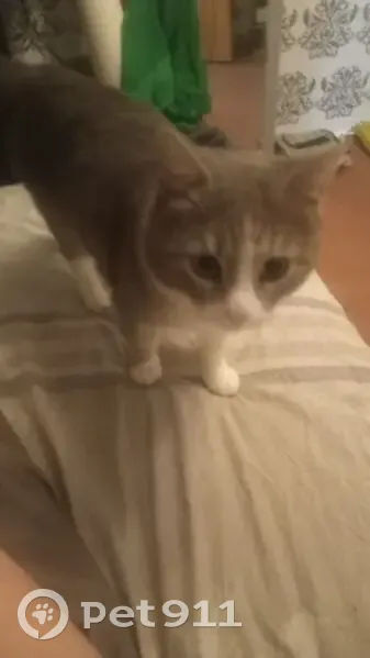 Пропал кот Фунтик, Товарищеский пр., СПб - photo