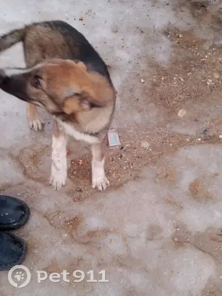 Собака найдена в Селецкой, 1-я улица - photo