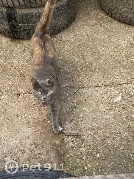 Пропала кошка, Октябрьская ул., 40 - photo