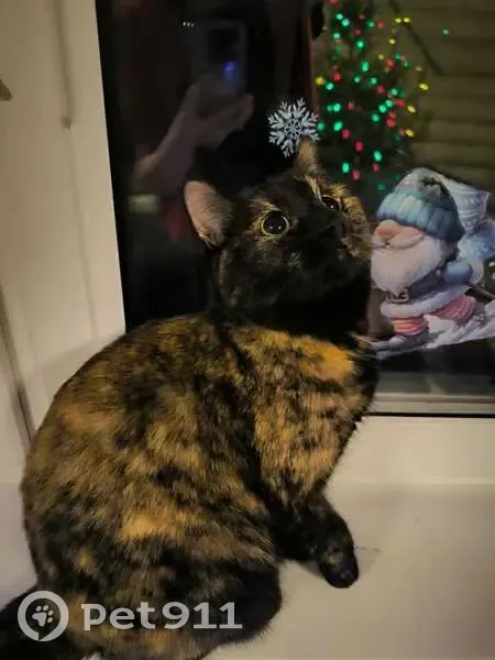 Пропала кошка Мани, Подольск, ул. Речная - photo