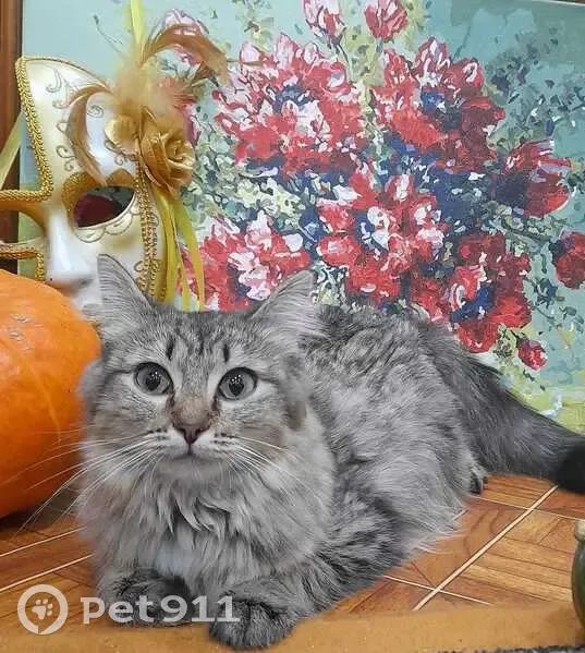 Пропала кошка Варя, Омск, 4-я Железнодорожная, 10 - photo