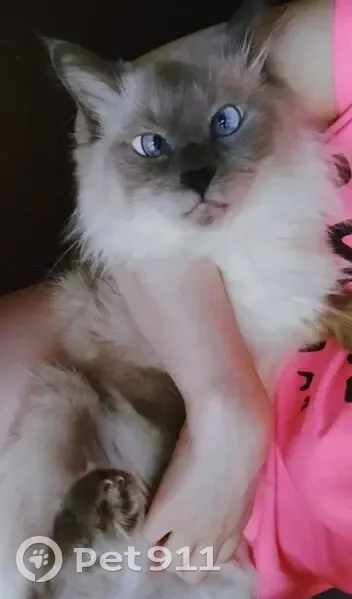 Пропала кошка, ул. Ленина, 1, Атамановка - photo