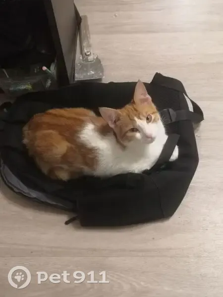 Пропала кошка на ул. Ленина, Беглица - photo