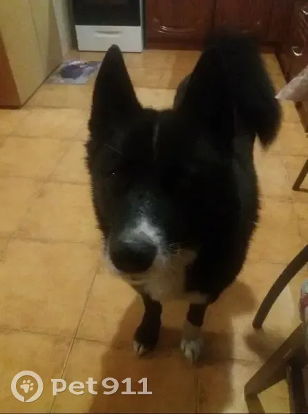 Пропала лайка, Сургут, Центральная ул. - photo