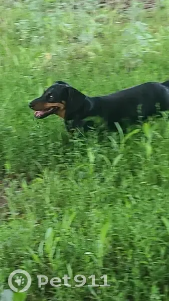 Пропала такса Боня, Оренбург, Леушинская 33 - photo