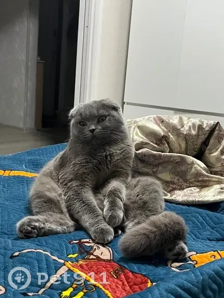 Пропала кошка, ул. Репина, Курган - photo