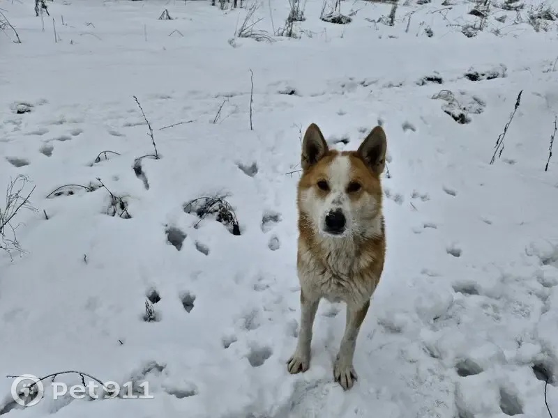 Собака найдена в Шатковском р-не, Нижегородская область - photo