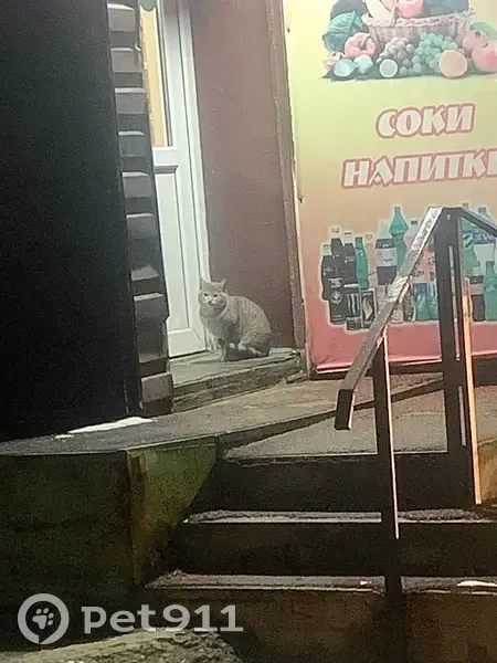 Кошка найдена: Заводская ул, 16, Плеханово - photo