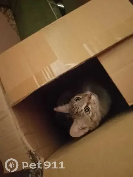 Пропала кошка Тася, ул. Новосёлов 50 к2 - photo