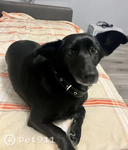 Собака найдена, Кипарисовая ул., Владивосток - photo