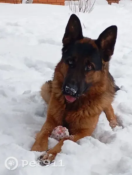 Пропала овчарка, Школьная ул., Самородово - photo