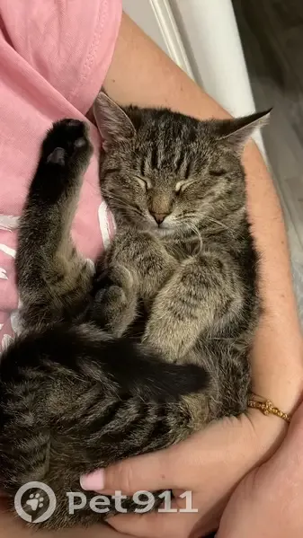 Пропала кошка Плюша, ул. Коваленко, 11 - photo