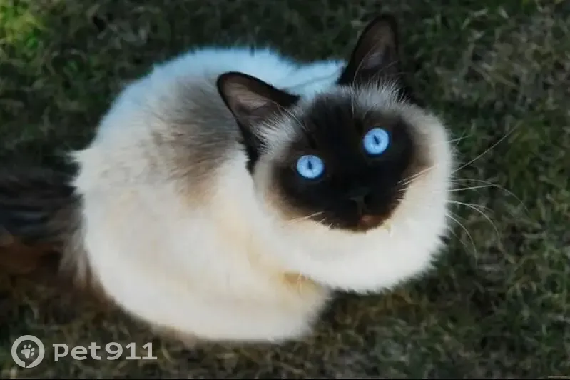 Пропала сиамская кошка, ул. Мира, Алферьевка - photo