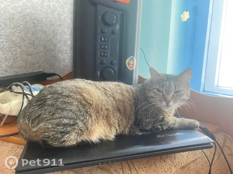 Пропала кошка, пр. Архитекторов, 2 - photo