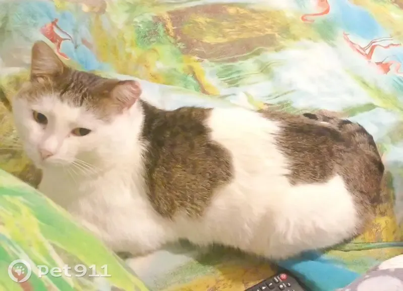 Пропала кошка, Пермский край - photo