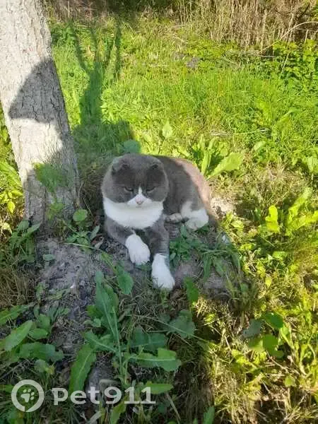 Пропала кошка, ул. Мичурина, 44, Новозыбков - photo