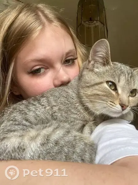 Пропала кошка, Пролетарская 37, Магнитный - photo