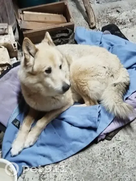 Найдена лайка, Ведлозерское поселение - photo