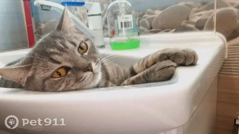 Пропала кошка, дер. Стрелецкая, д. 21 - photo