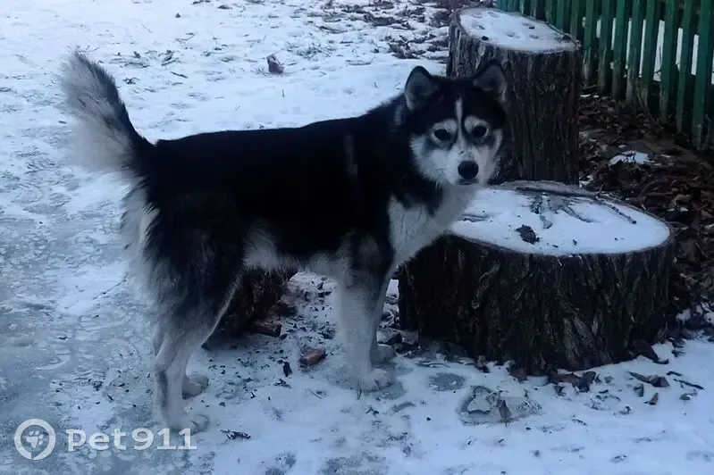 Хаски найдена на ул. Мира, Малоперекопное - photo