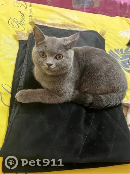 Пропала кошка, Мирзо Улугбек, Туркестан - photo