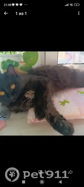 Пропал кот, Омск, 4-й Амурский пр., 14 - photo