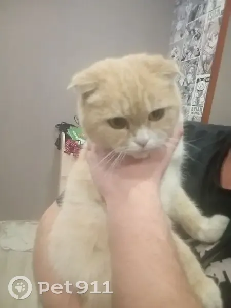 Найдена кошка, Школьная ул., 68, Курган - photo