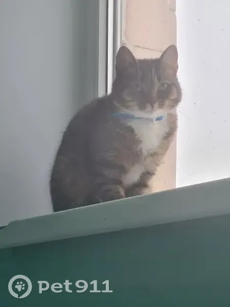 Найдена кошка, ул. Седова, СПб - photo