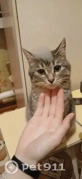 Пропала кошка, Бреды, 75К-009 - photo