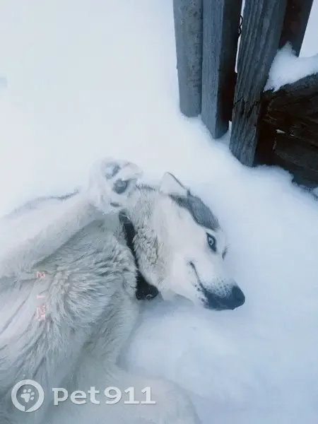 Пропала хаски, Октябрьская ул., Полтавка - photo