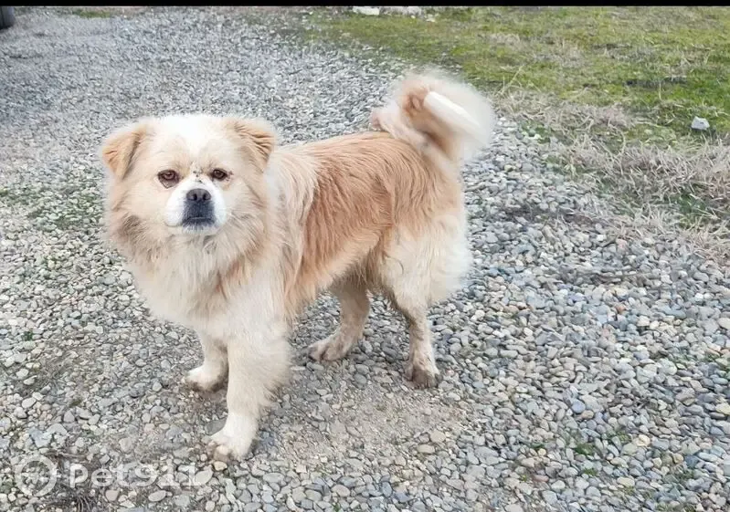 Собака найдена: Лесная ул., Горячий Ключ - photo