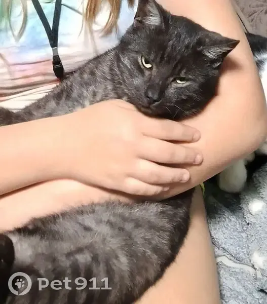 Пропала серая кошка, Харцызск, Донецк - photo