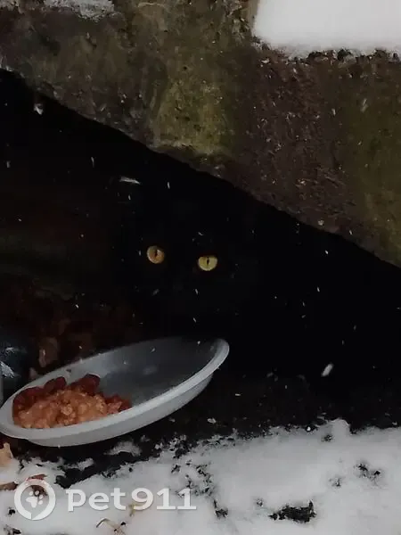 Кошка найдена у подъезда, Томск, ул. 19-й Гвардейской - photo