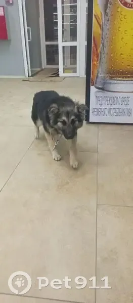 Найдена собака на ул. Стаханова, 59, Липецк - photo