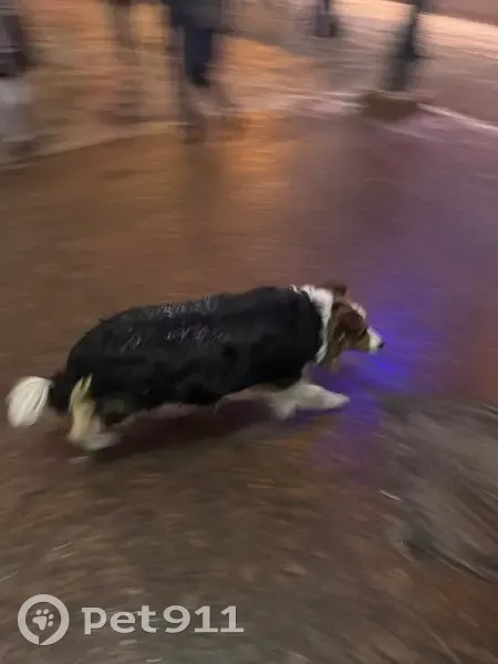 Собака найдена: Новослободская ул., 3, Москва - photo