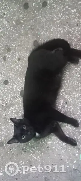 Найден чёрный кот, Иркутский тракт, 140 - photo