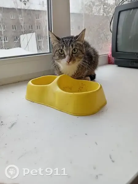 Кошка найдена у Иркутского тракта, Томск - photo