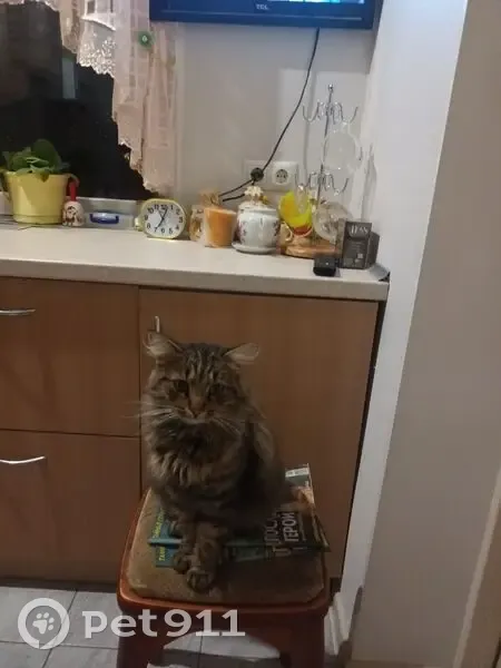 Пропала кошка, ул. Чайковского 8, Черняховск - photo