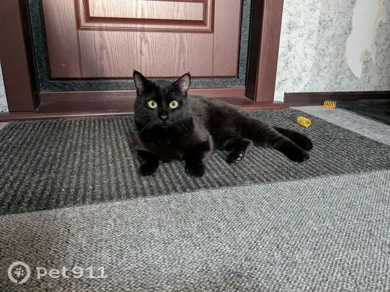 Кошка найдена на ул. Марии Ульяновой, Курган - photo